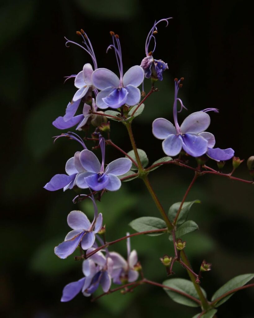 Clerodendro borboleta: o arbusto que produz flores em formato de borboleta