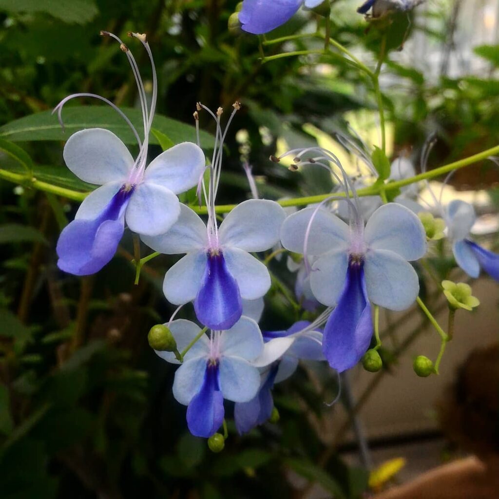 Clerodendro borboleta: o arbusto que produz flores em formato de borboleta