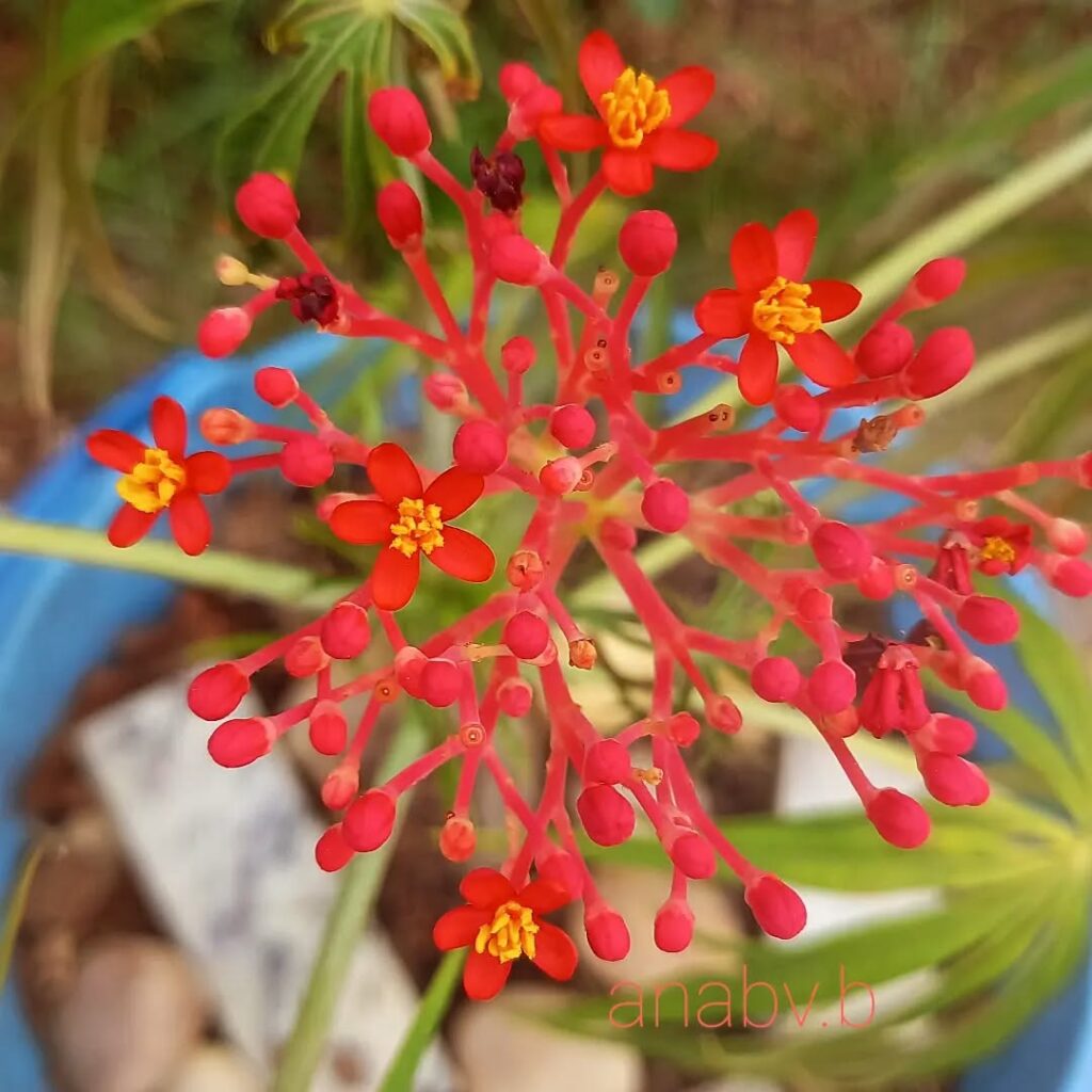 Flor-de-Coral: A Exuberância Tropical da Jatropha multifida em Jardins Ornamentais