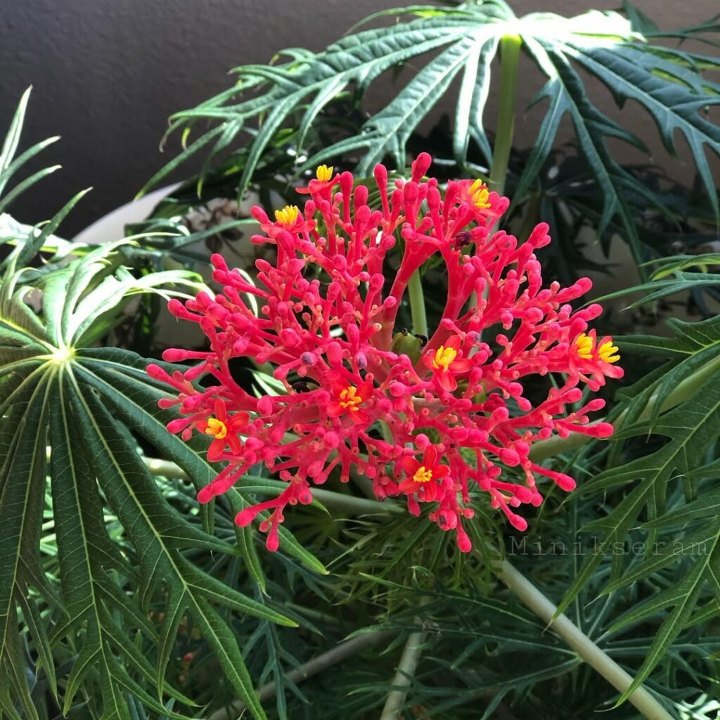 Flor-de-Coral: A Exuberância Tropical da Jatropha multifida em Jardins Ornamentais