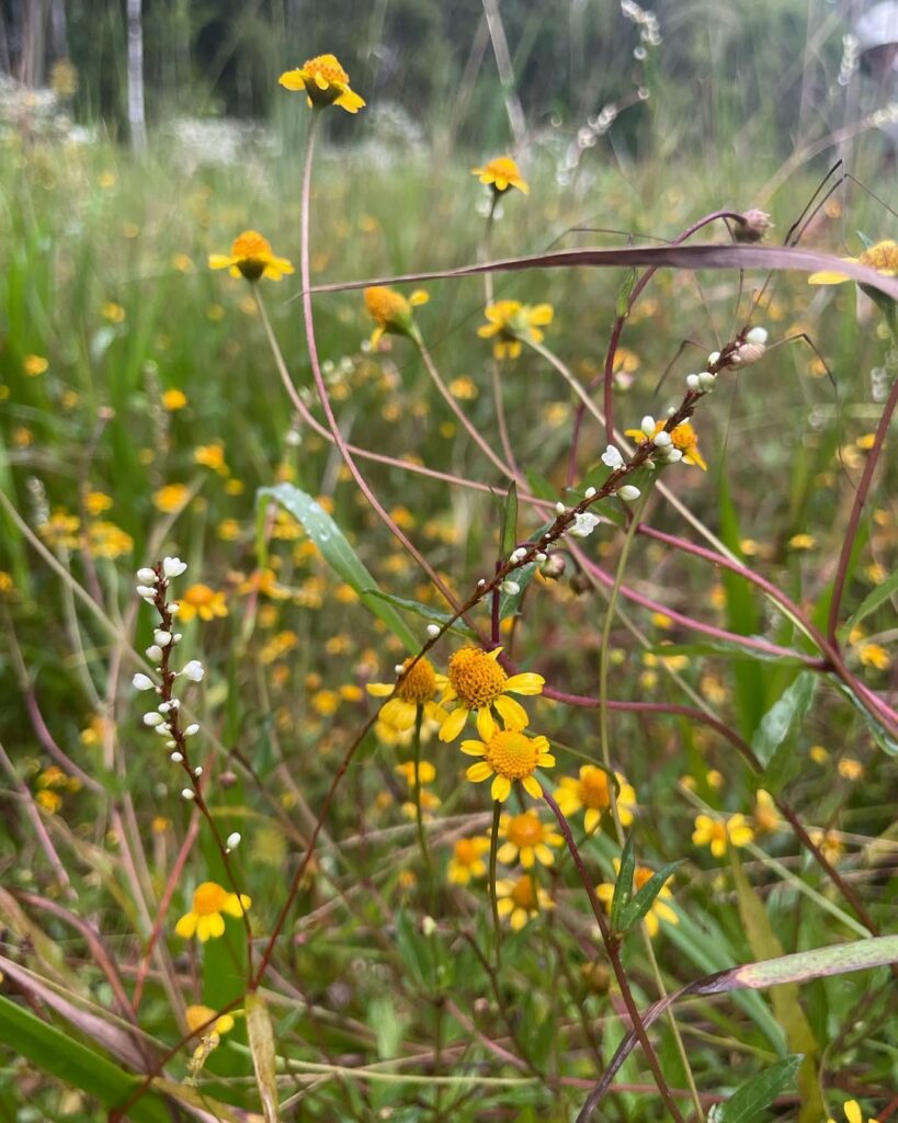 Grama-Margarida: Uma Forração Delicada e Versátil para Jardins Tropicais