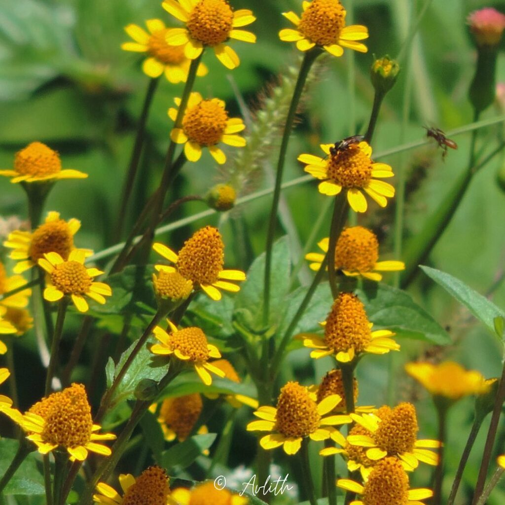 Grama-Margarida: Uma Forração Delicada e Versátil para Jardins Tropicais