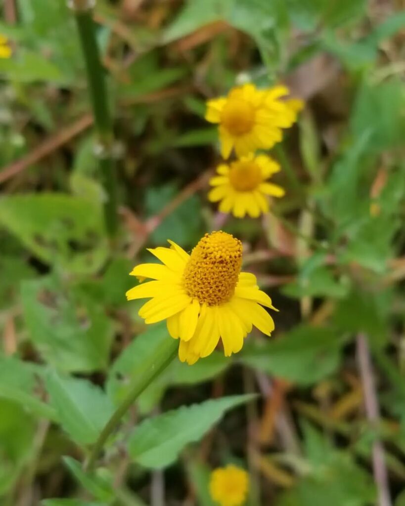 Grama-Margarida: Uma Forração Delicada e Versátil para Jardins Tropicais