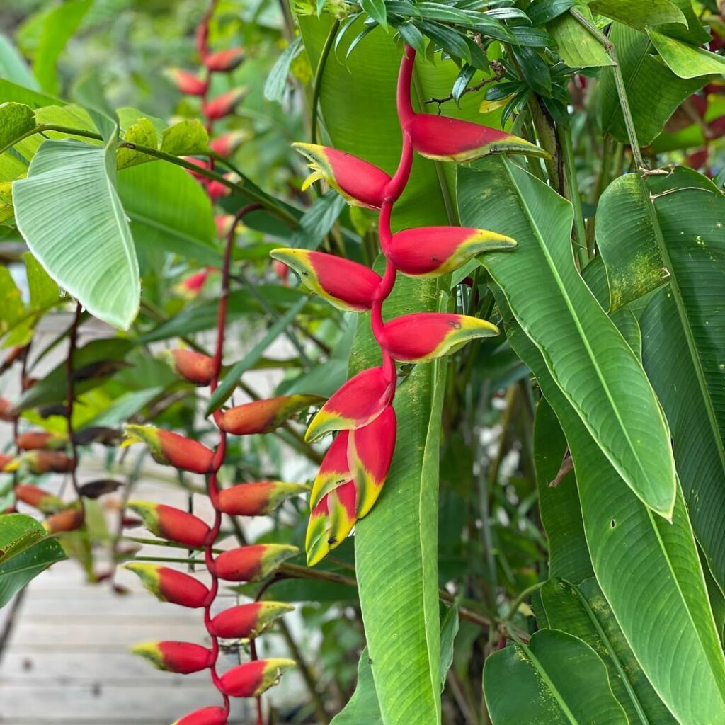 Plantas que florescem o tempo todo? Sim, elas existem e vão transformar seu jardim