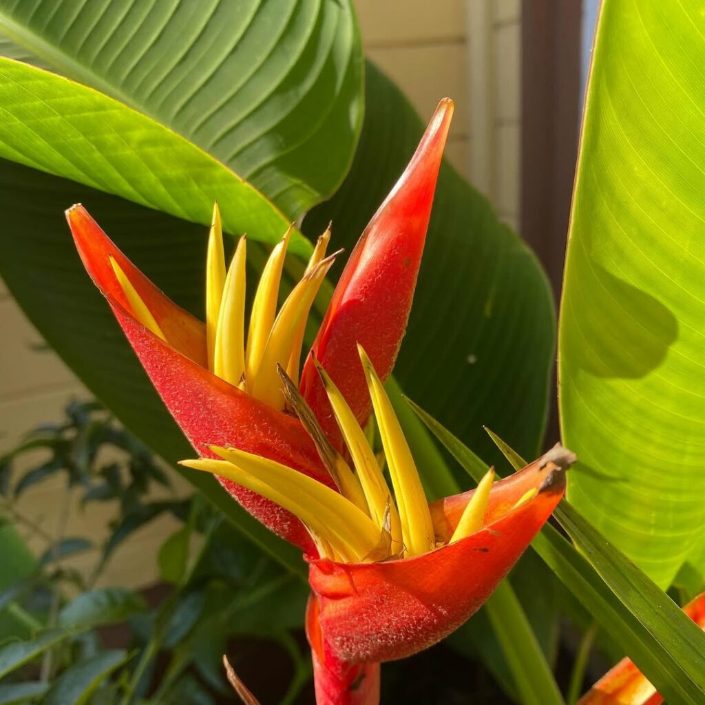 Helicônia stricta: como cultivar a planta que traz exuberância e cor aos jardins brasileiros