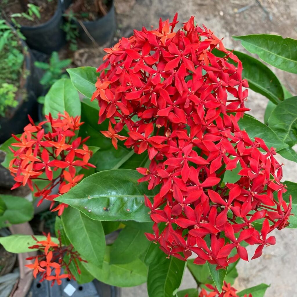 5 flores que amam sol ideais para região de praia