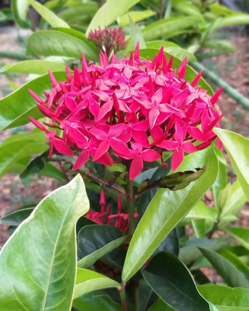 Quer um jardim colorido e repleto de borboletas? A Ixora Rei é a escolha perfeita!