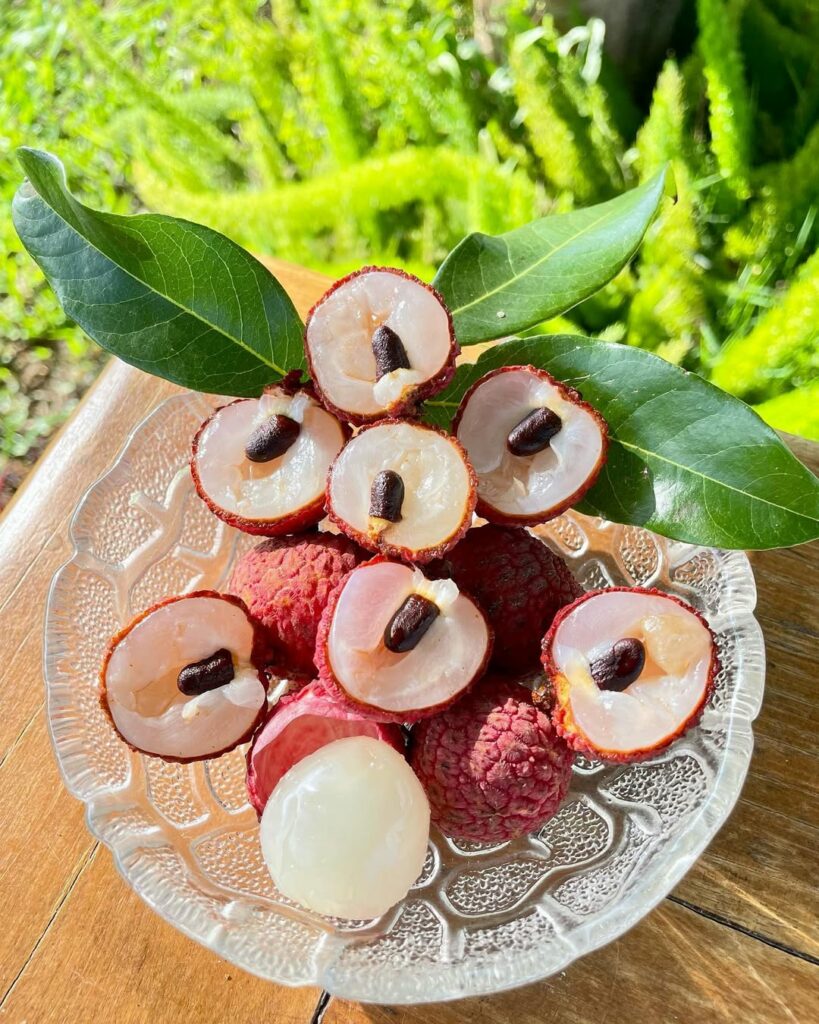 Cultivo de Lichia em Vasos: Beleza e Sabor ao Seu Alcance