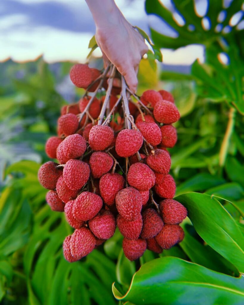 Cultivo de Lichia em Vasos: Beleza e Sabor ao Seu Alcance