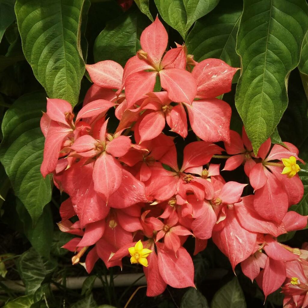 Mussaenda-rosa (Mussaenda alicia): uma planta arbustiva muito utilizada no paisagismo urbano.