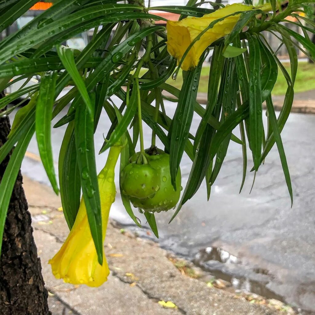 Plantas Perigosas para Pets: Como Proteger seus Animais de Riscos no Jardim