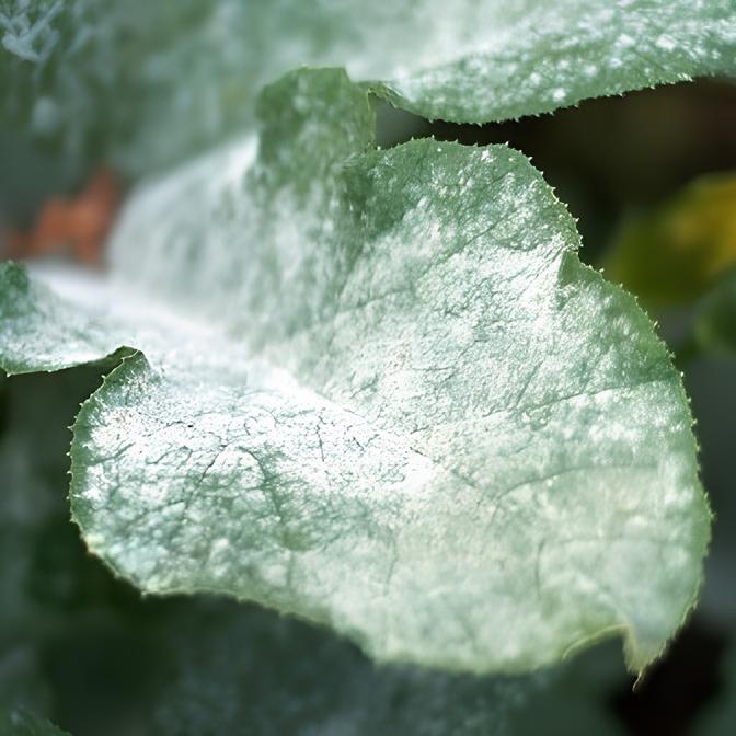 Saiba como usar o fungicida natural a base de leite em suas plantas.