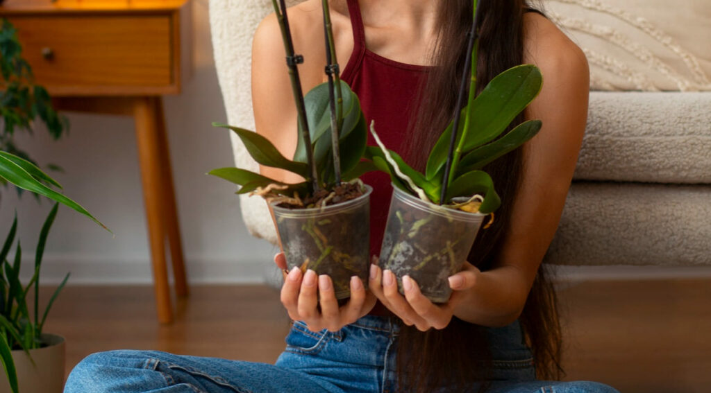 Orquídeas doentes? Veja como tratar com métodos naturais e eficazes