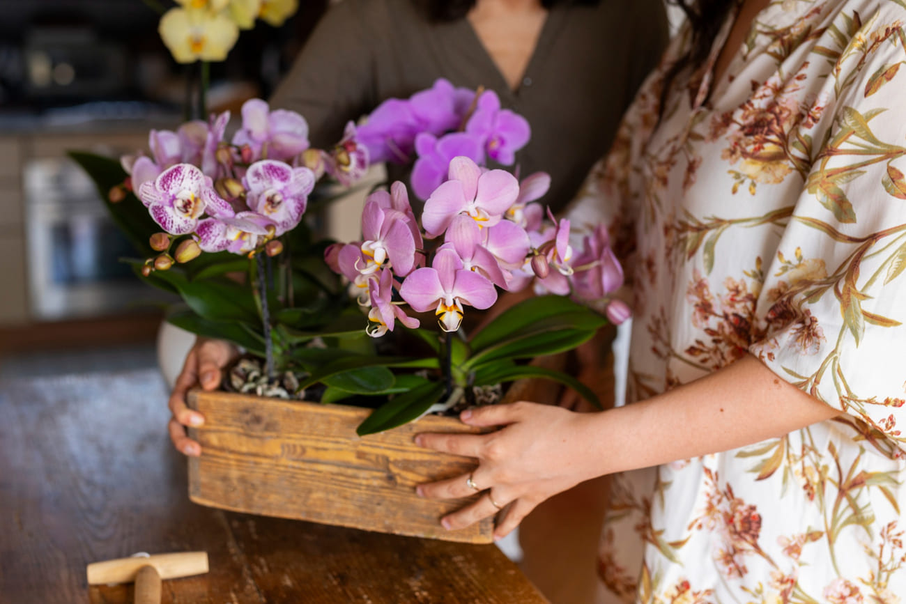 Orquídea pedindo socorro? Descubra os sinais de que é hora de replantar
