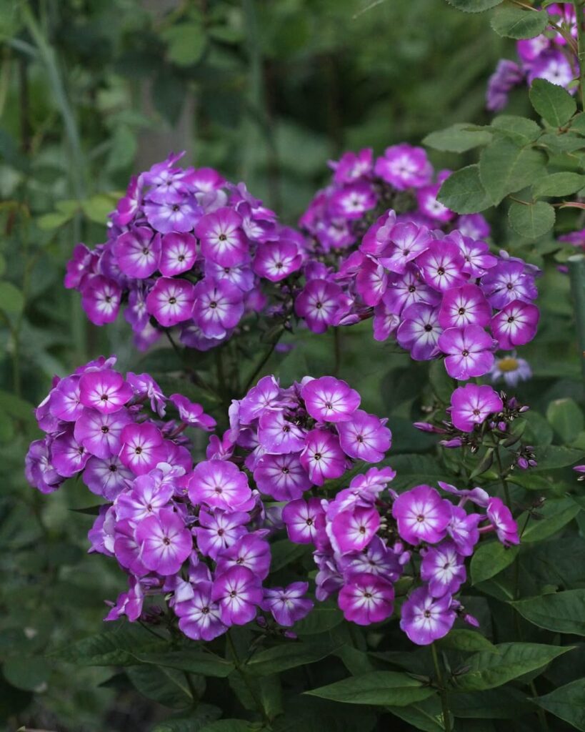 Traga mais cor e vida para seu jardim com a phlox.