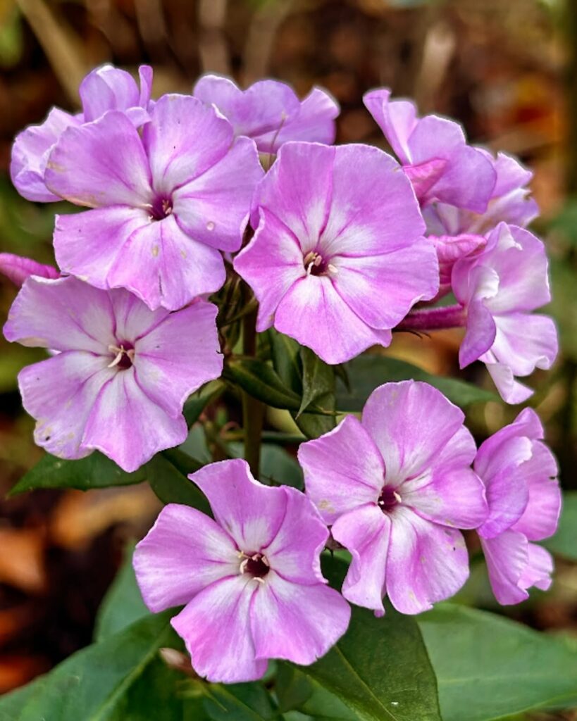 5 flores para jardim resistentes ao sol.