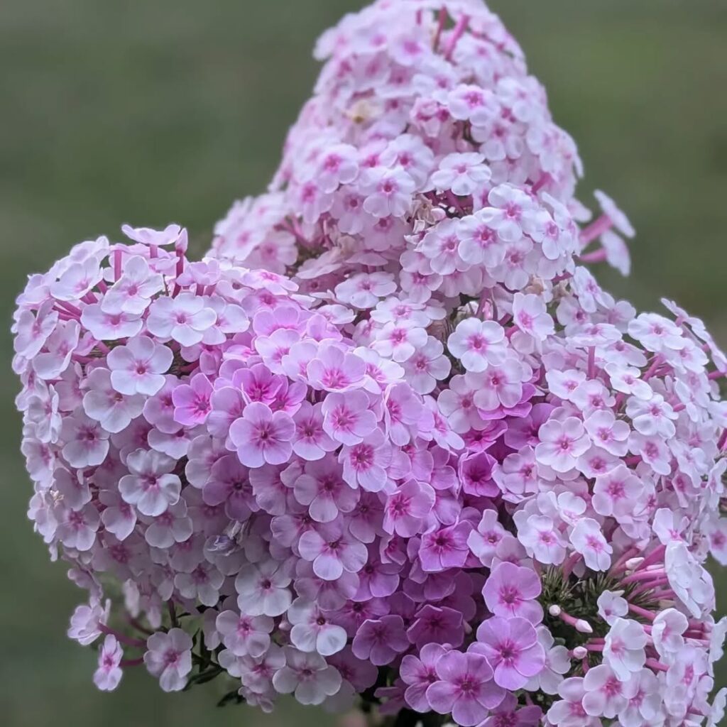 Traga mais cor e vida para seu jardim com a phlox.