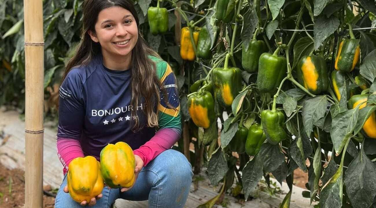 Como plantar pimentão em casa?
