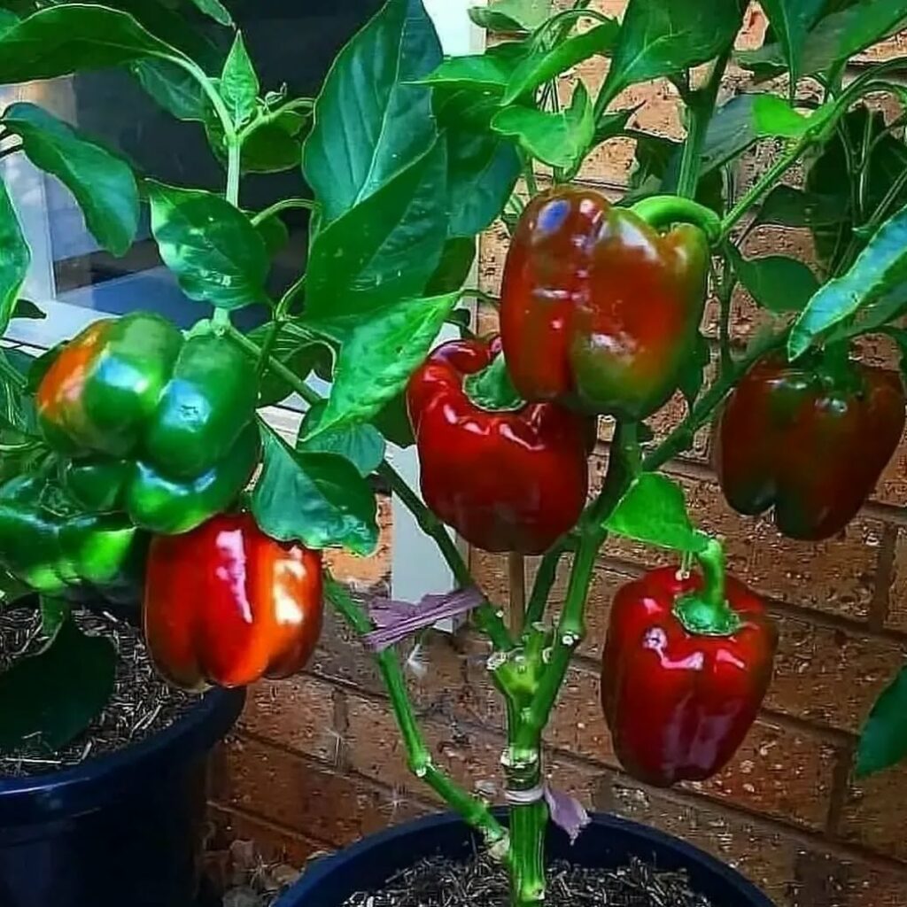 Como plantar pimentão em casa?