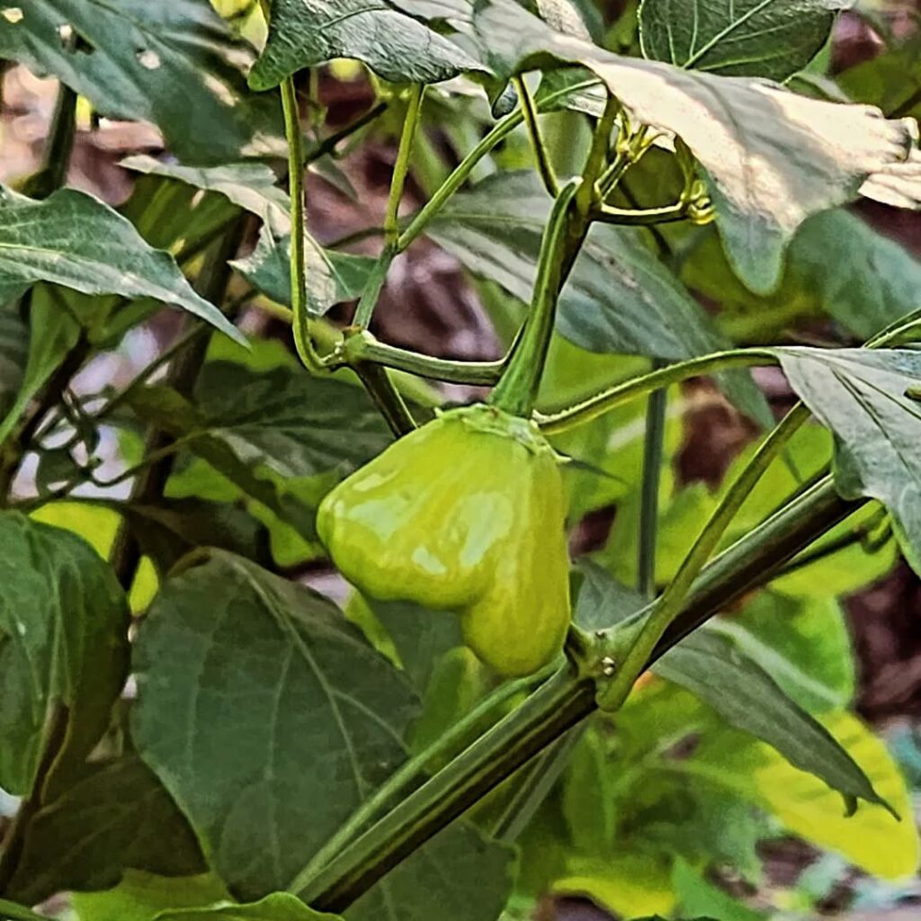 Como plantar pimentão em casa?