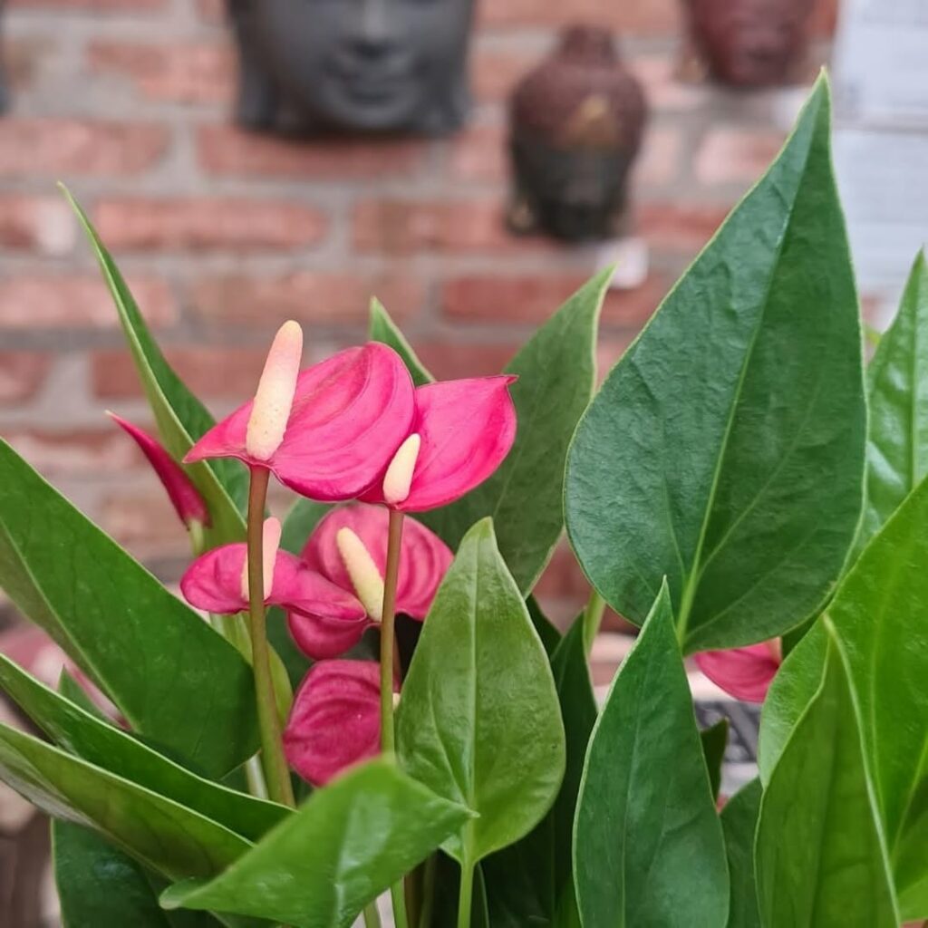 3 plantas maravilhosas para cultivar em floreiras