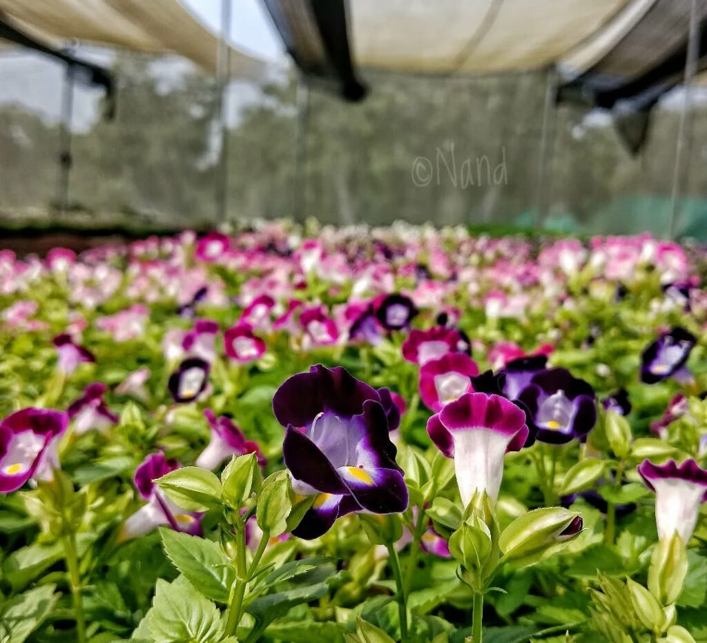 3 plantas maravilhosas para cultivar em floreiras