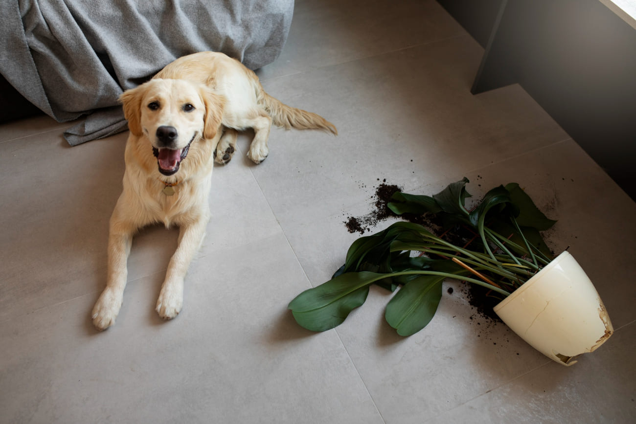 Plantas Pet Friendly para Apartamentos: Conheça Espécies Seguras para Cães e Gatos