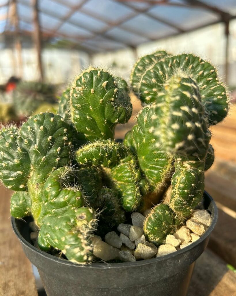 6 curiosidades sobre o cacto rabo de sereia que você precisa conhecer.