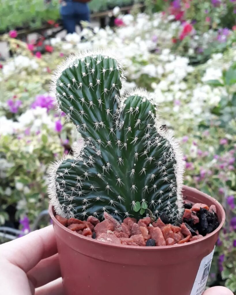 6 curiosidades sobre o cacto rabo de sereia que você precisa conhecer.