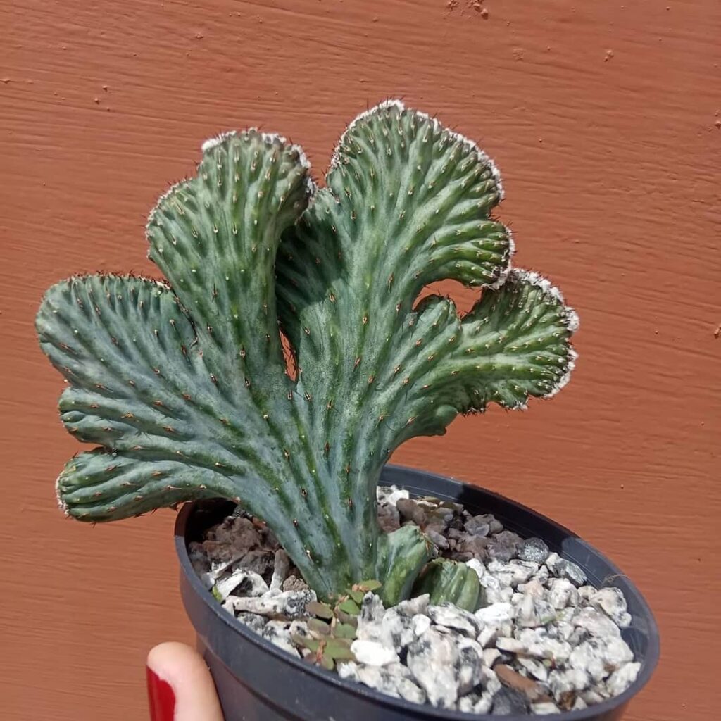 6 curiosidades sobre o cacto rabo de sereia que você precisa conhecer.