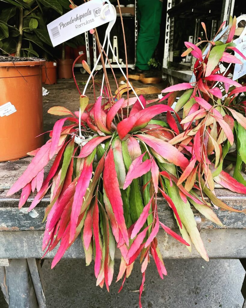 5 plantas coloridas de sol para encantar seu jardim.