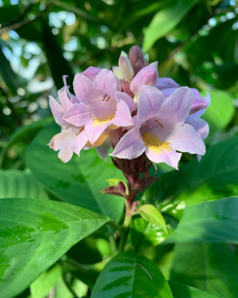 Sininho: A Elegância do Phlogacanthus turgidus em Jardins