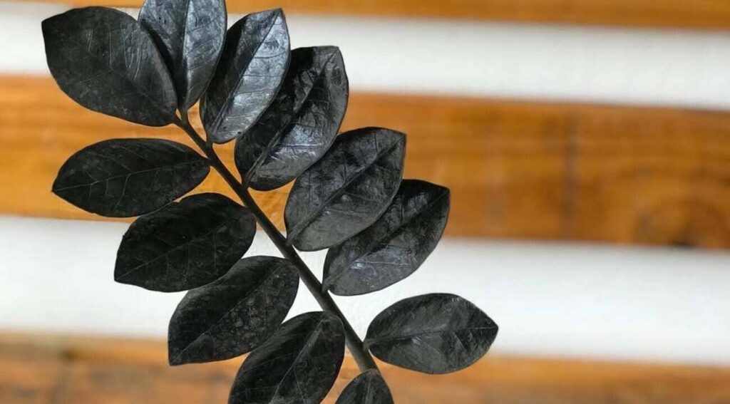 Plantas Perigosas para Pets: Como Proteger seus Animais de Riscos no Jardim