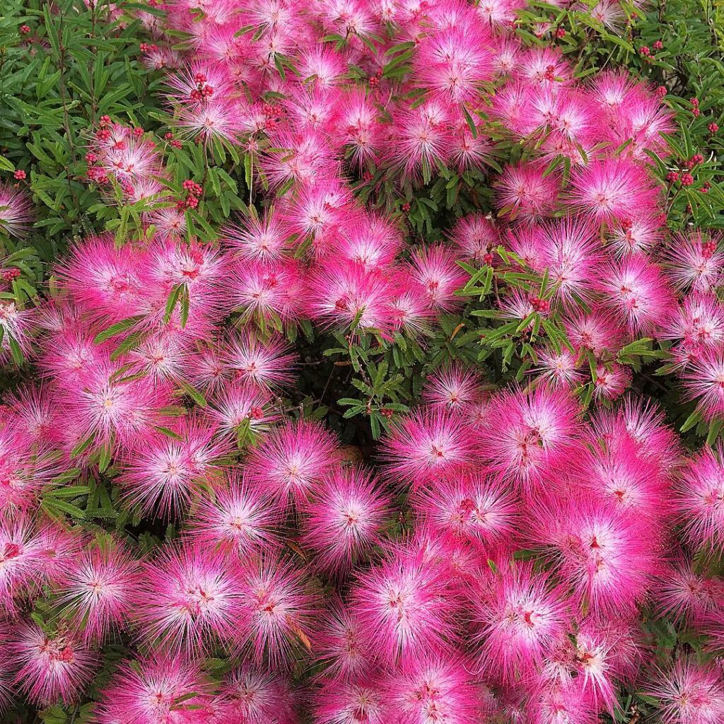 6 plantas de sol pleno que estão em alta em 2025