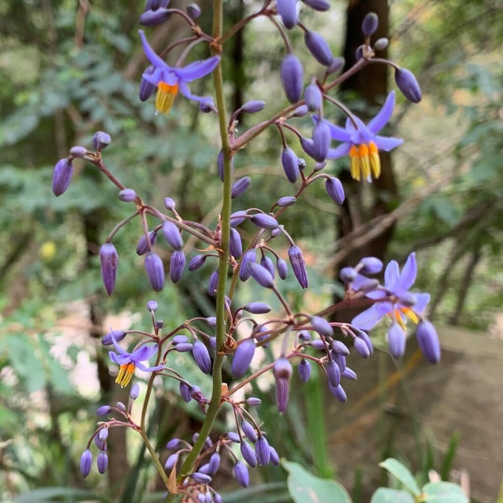 6 plantas de sol pleno que estão em alta em 2025