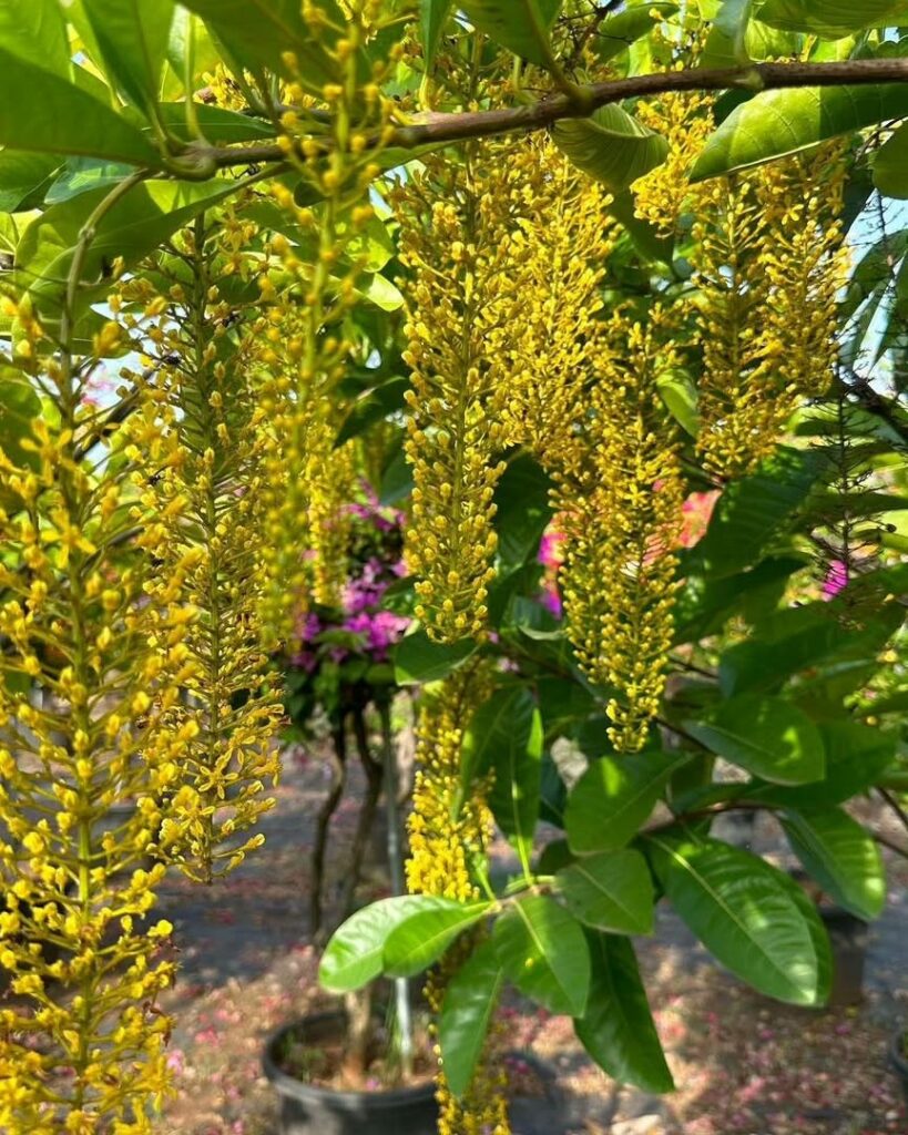Lofantera-da-amazônia: a árvore de cachos dourados que conquista jardins pelo Brasil