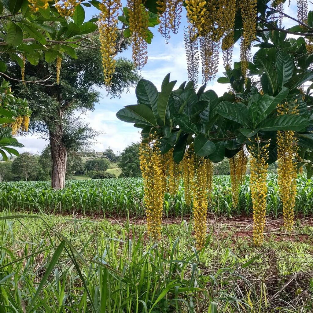 Lofantera-da-amazônia: a árvore de cachos dourados que conquista jardins pelo Brasil
