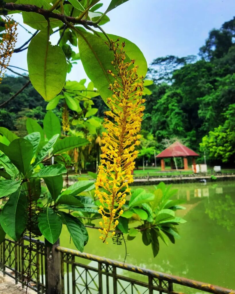 Lofantera-da-amazônia: a árvore de cachos dourados que conquista jardins pelo Brasil