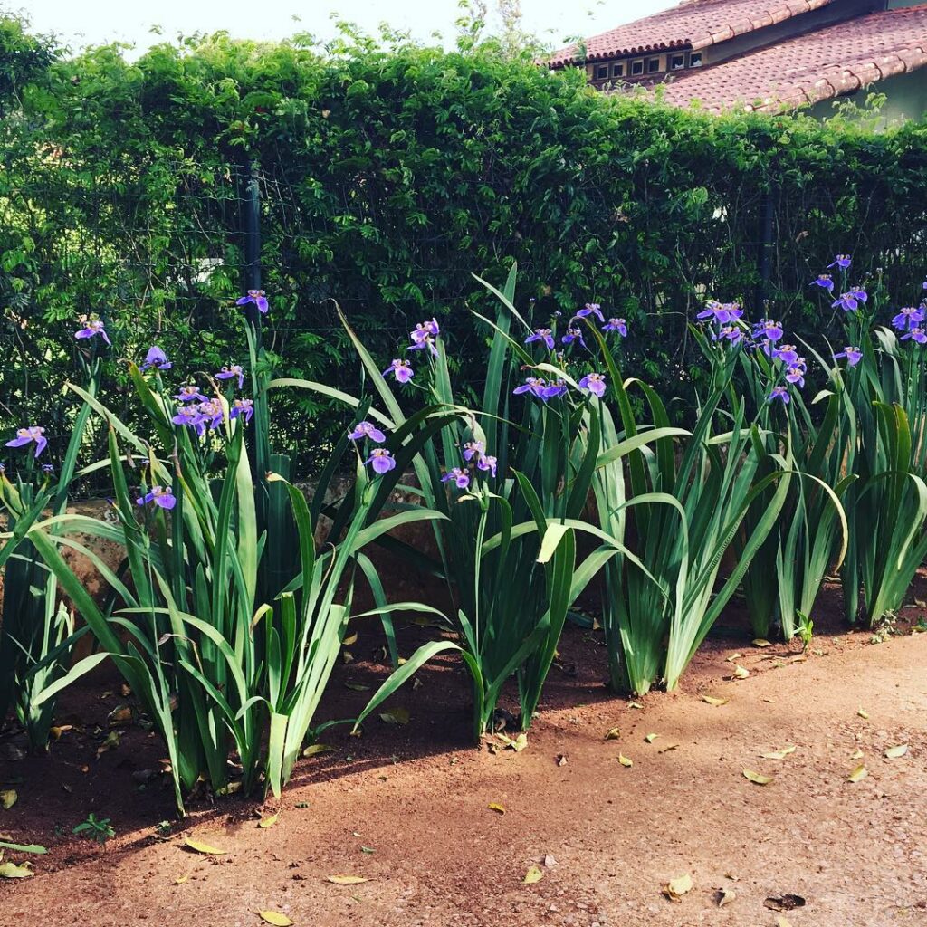 4 plantas para usar no alinhamento do piso