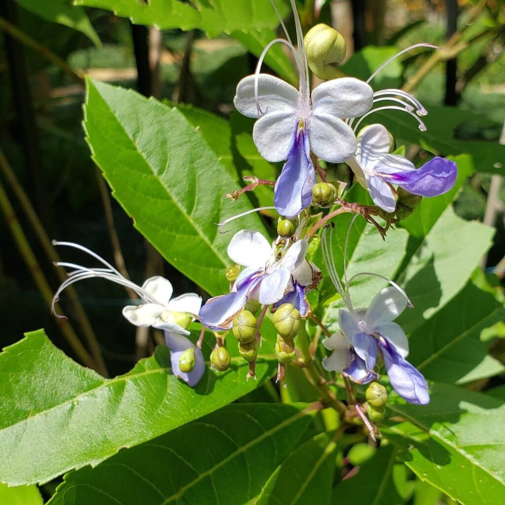 Árvores Floridas para Frente de Casa: Beleza e Harmonia no Paisagismo Residencial