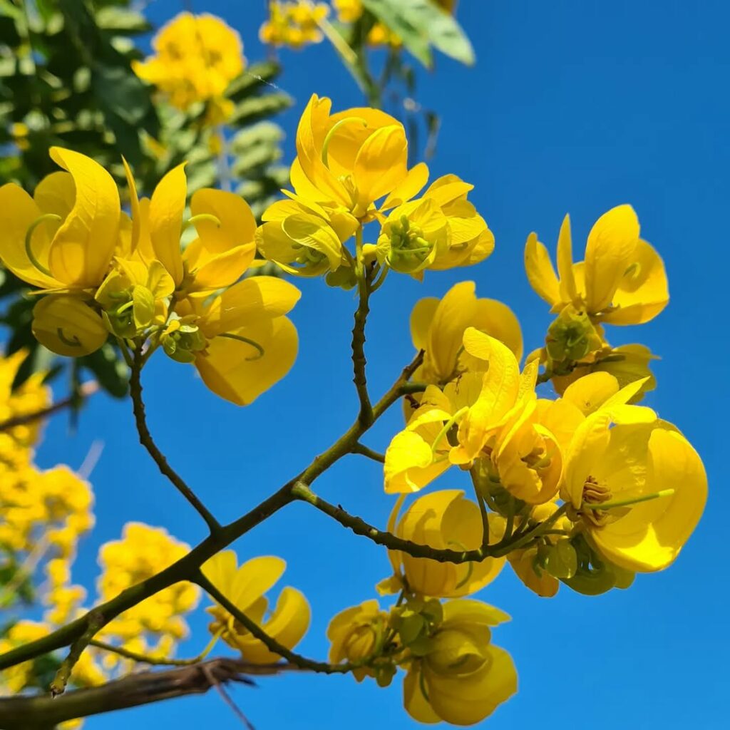 Árvores Floridas para Frente de Casa: Beleza e Harmonia no Paisagismo Residencial
