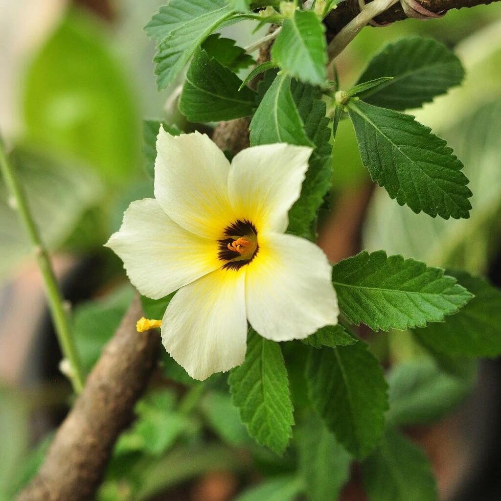 6 plantas de sol pleno que estão em alta em 2025