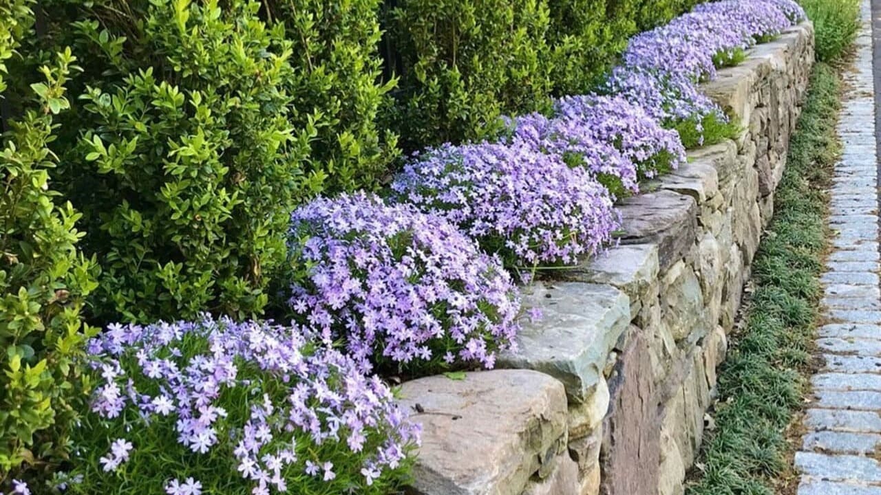 4 plantas para usar no alinhamento do piso