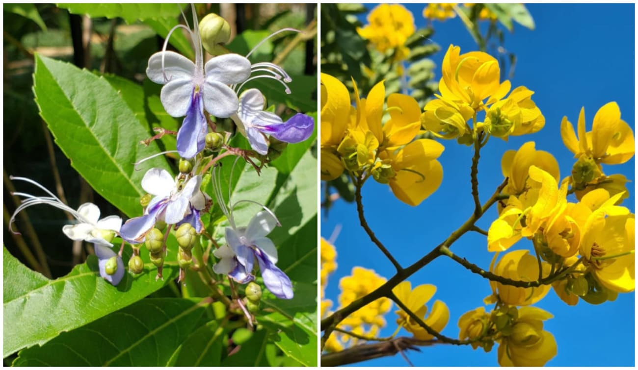 arvore frente de casa