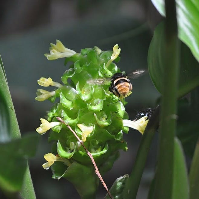 Calathea cylindrica: A elegância tropical que transforma qualquer ambiente