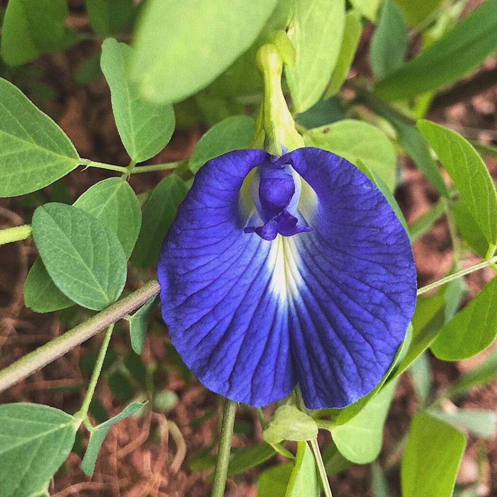 Clitoria ternatea: uma PANC com uma "Vulva" deliciosa.
