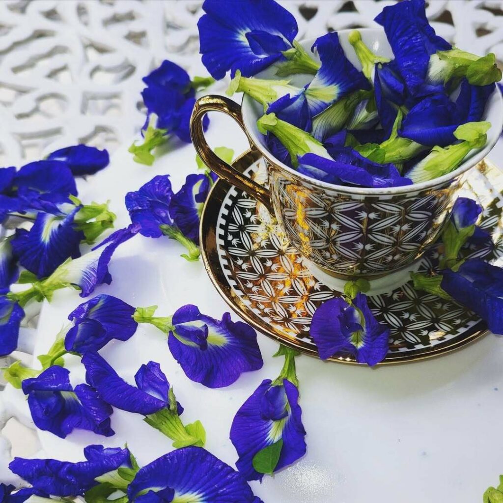 Clitoria ternatea: uma PANC com uma "Vulva" deliciosa.