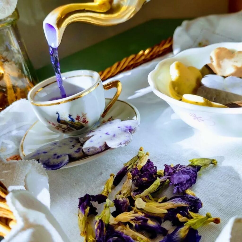 Clitoria ternatea: uma PANC com uma "Vulva" deliciosa.