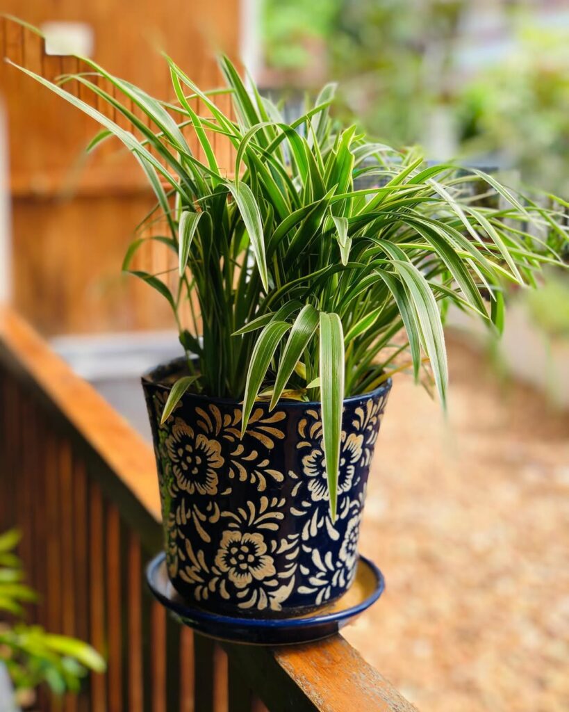 Dianela: A Planta Ornamental que Une Beleza e Resistência