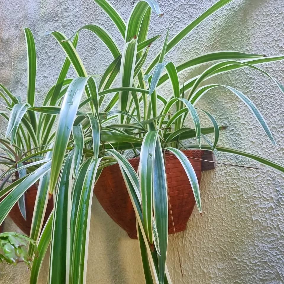 Dianela: A Planta Ornamental que Une Beleza e Resistência